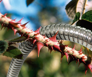 Steel Hose 25FT a 59,99€